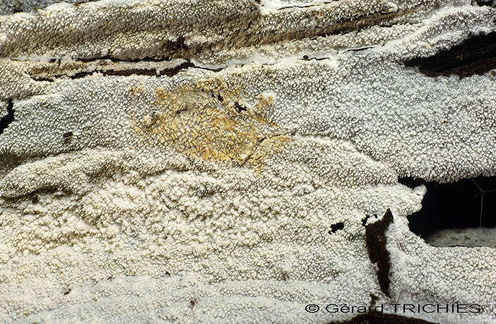 Crosta dubbia - foto 5524 (Hyphodontia gossypina?)